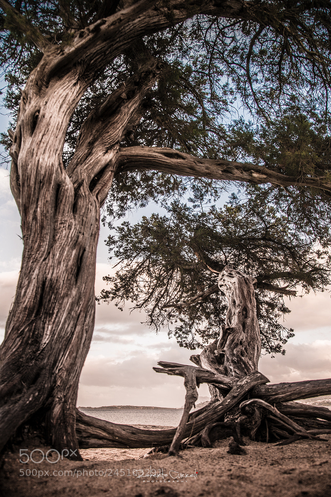 Nikon D800 sample photo. :::roots::: photography