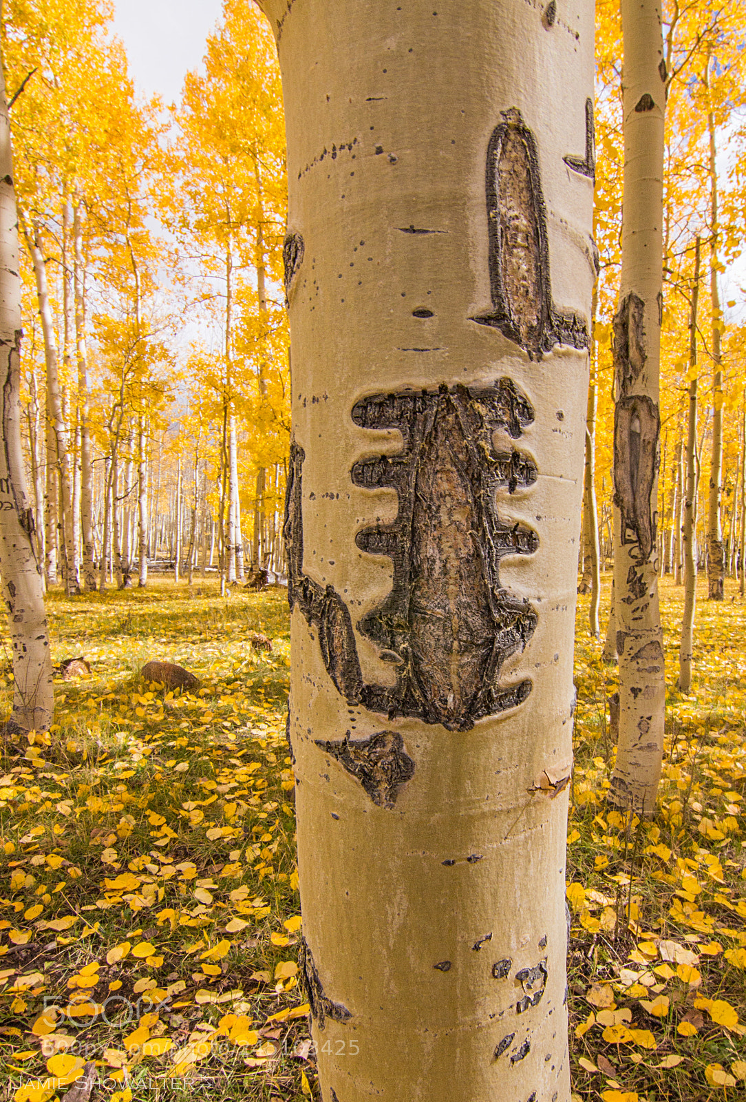 Canon EOS 700D (EOS Rebel T5i / EOS Kiss X7i) sample photo. Aspen details photography