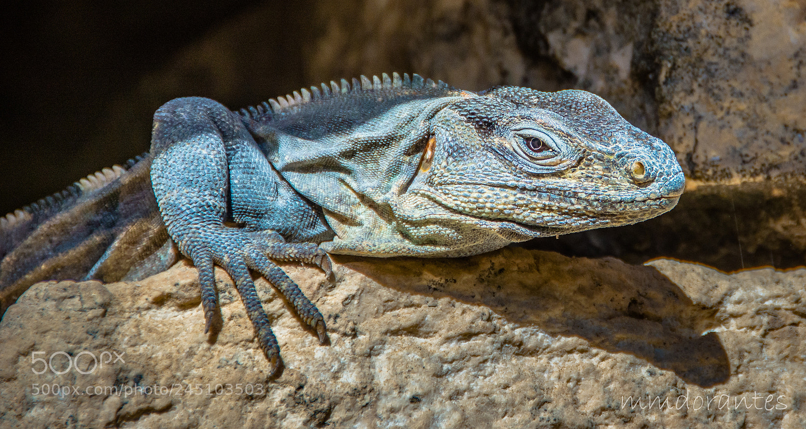 Nikon D5200 sample photo. La iguana photography