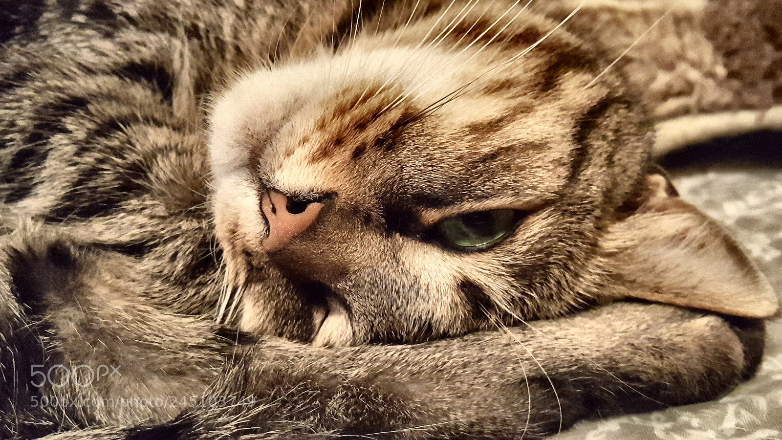 Samsung GALAXY S6 edge sample photo. I'll just fall asleep photography