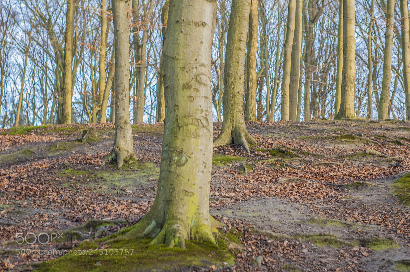 Nikon D70 sample photo. Woods photography