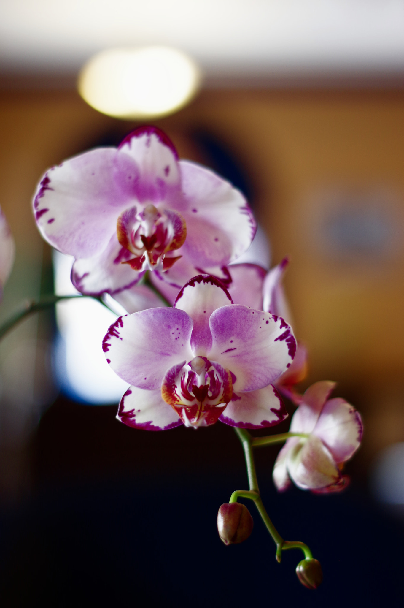 Pentax smc DA 50mm F1.8 sample photo. Orchids photography