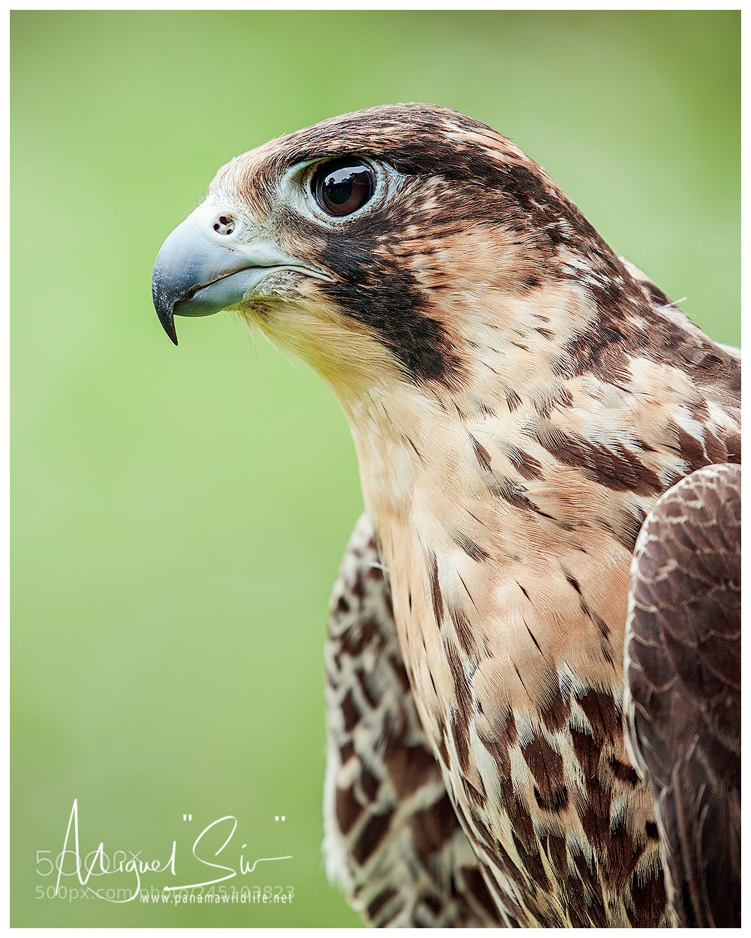 Canon EOS-1D X Mark II sample photo. Peregrine falcon halc n photography