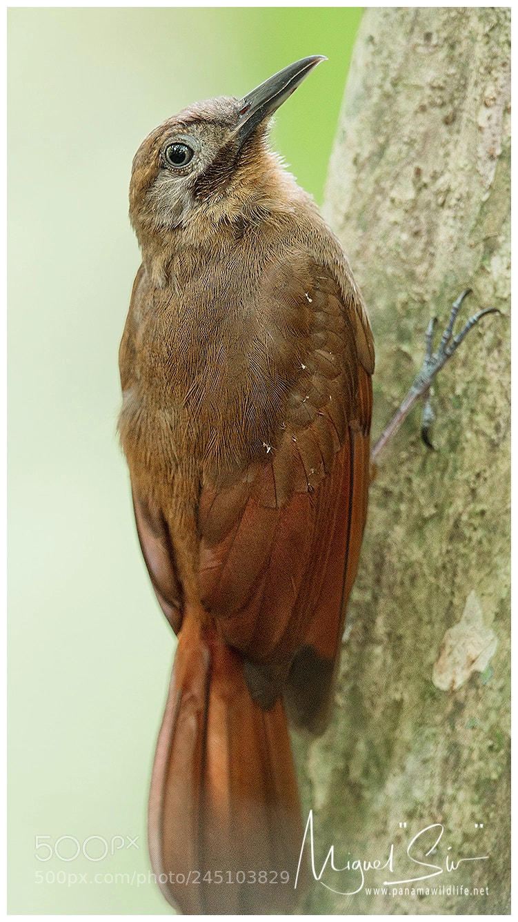 Canon EOS-1D X Mark II sample photo. Plain-brown woodcreeper / trepatroncos pardo photography