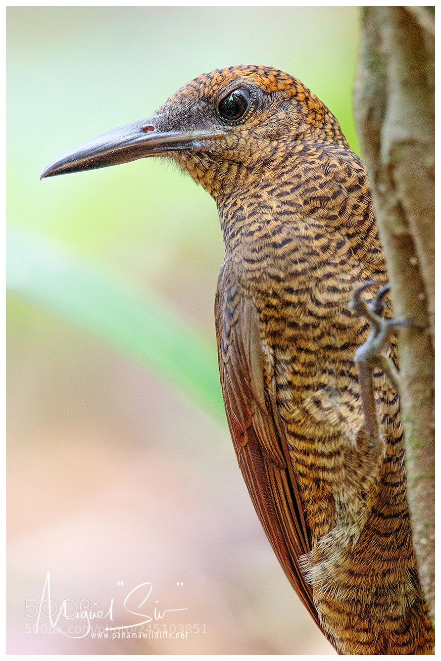 Canon EOS 7D Mark II sample photo. Northern barred-woodcreeper / trepatroncos barrete photography