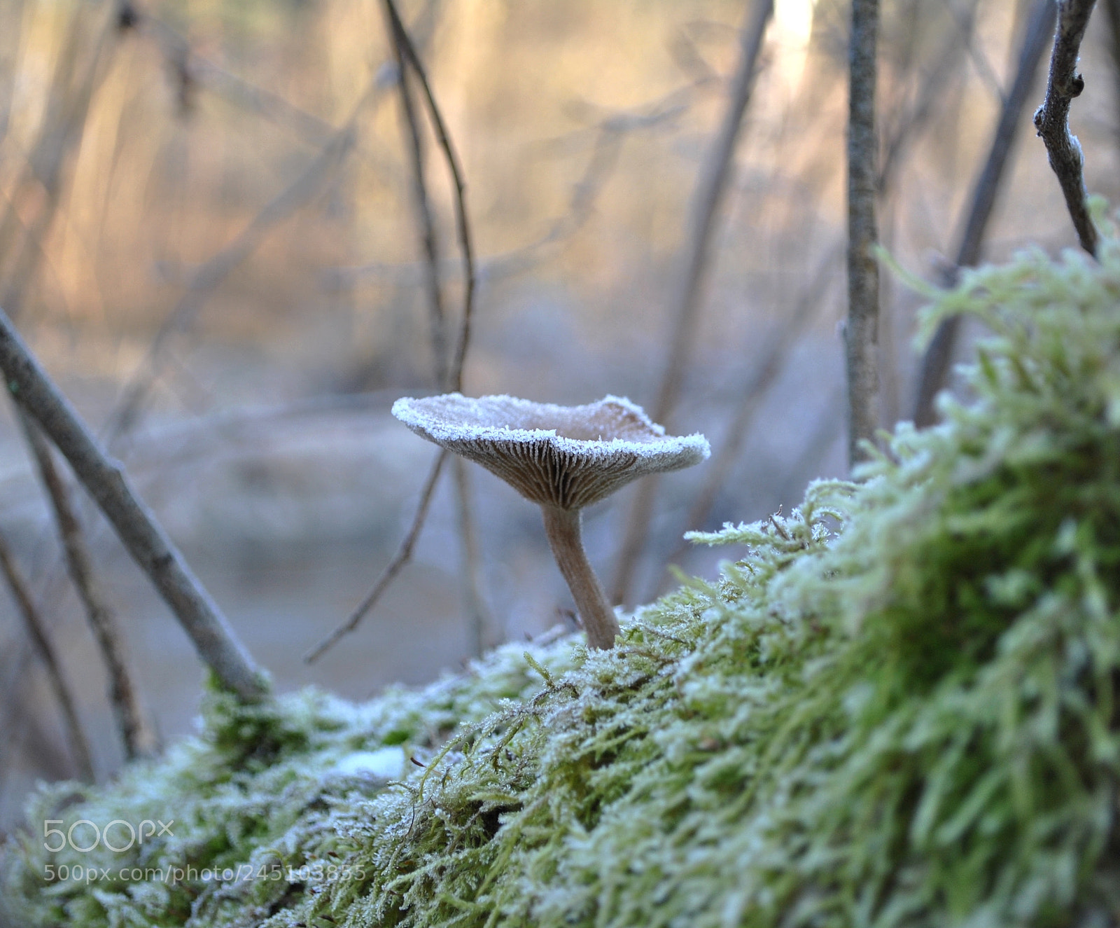 Nikon D3000 sample photo. Survivor photography