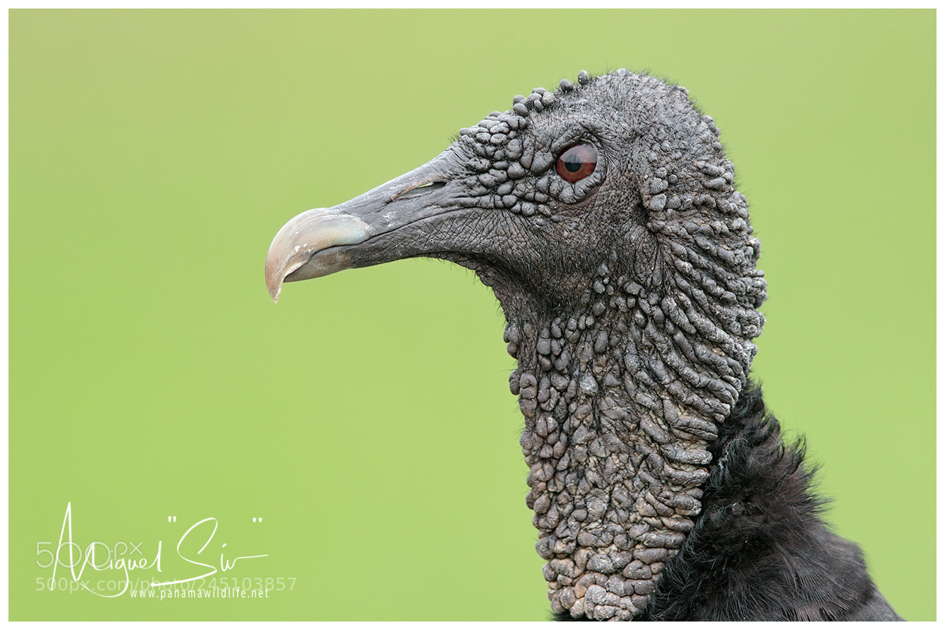 Canon EOS 7D Mark II sample photo. Black vulture gallinazo negro photography