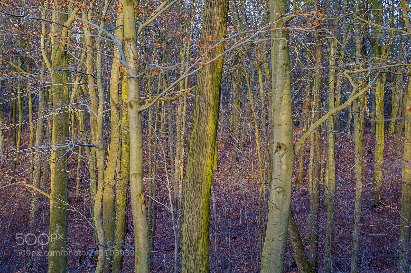Nikon D70 sample photo. Woods 3 photography