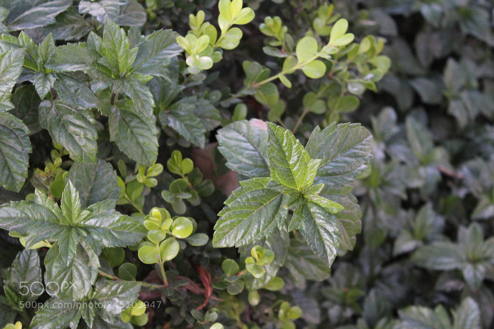 Canon EOS 1200D (EOS Rebel T5 / EOS Kiss X70 / EOS Hi) sample photo. Naturaleza photography