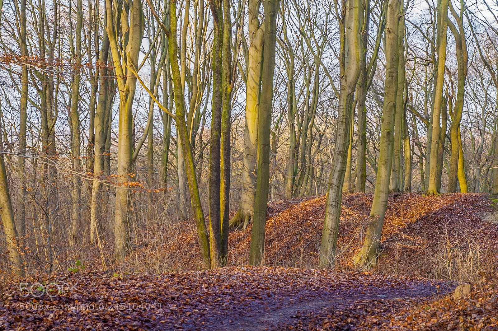 Nikon D70 sample photo. Woods 4 photography
