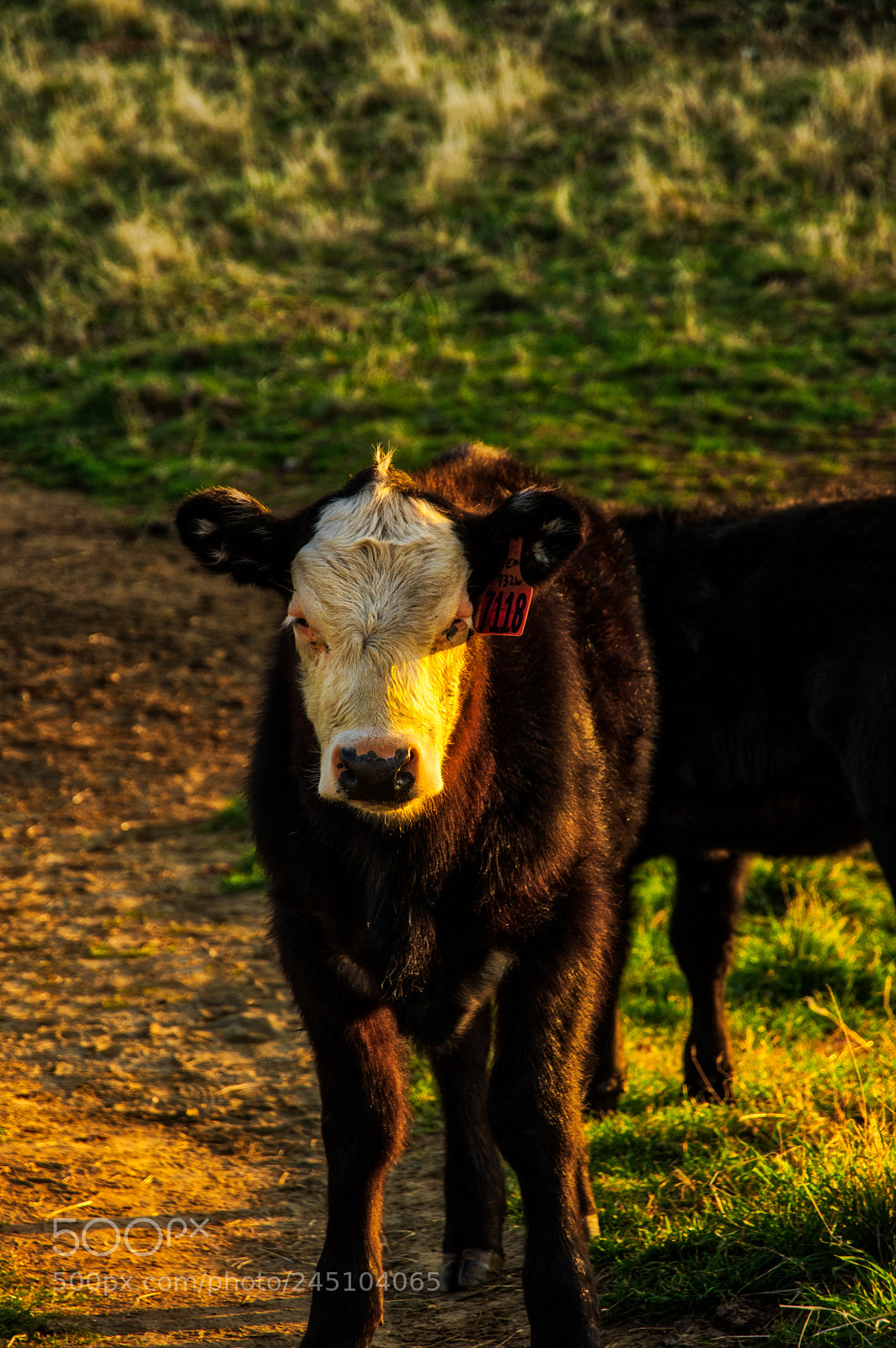 Pentax K-3 II sample photo. Ole betsy photography