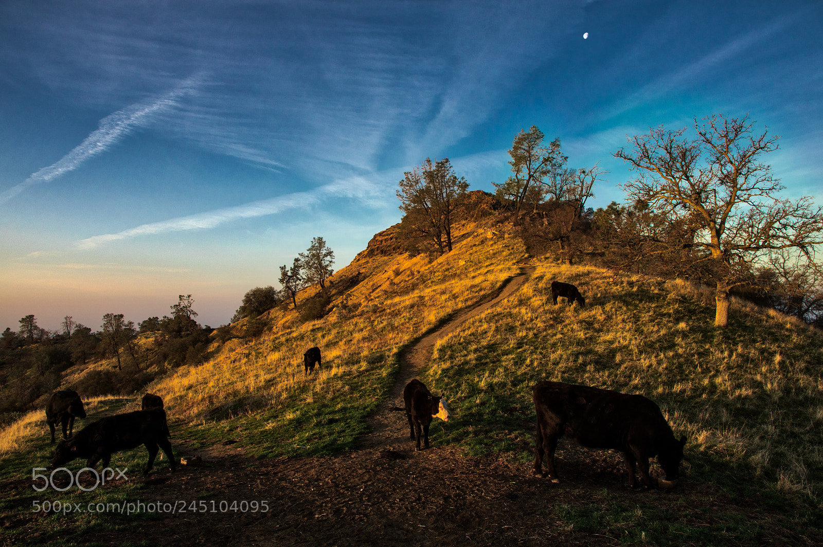 Pentax K-3 II sample photo. Millerton lake - sunrise photography