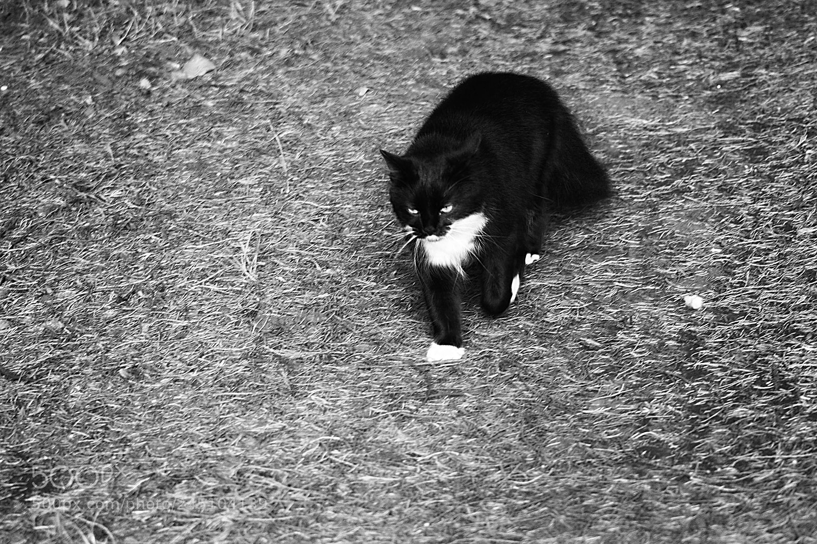 Canon EOS 450D (EOS Rebel XSi / EOS Kiss X2) sample photo. Pet cat tinky photography