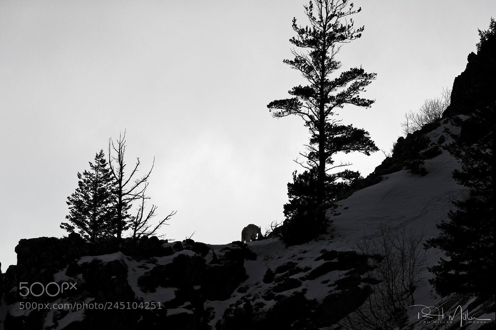 Canon EOS-1D X Mark II sample photo. Upon the snowy crags photography