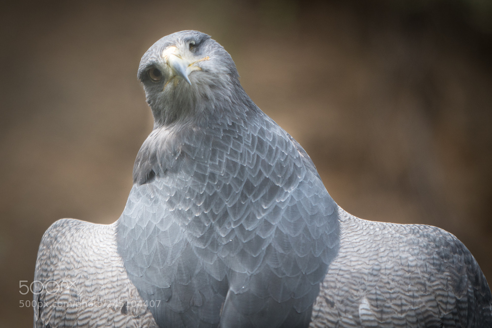 Nikon D500 sample photo. Bird 3 photography