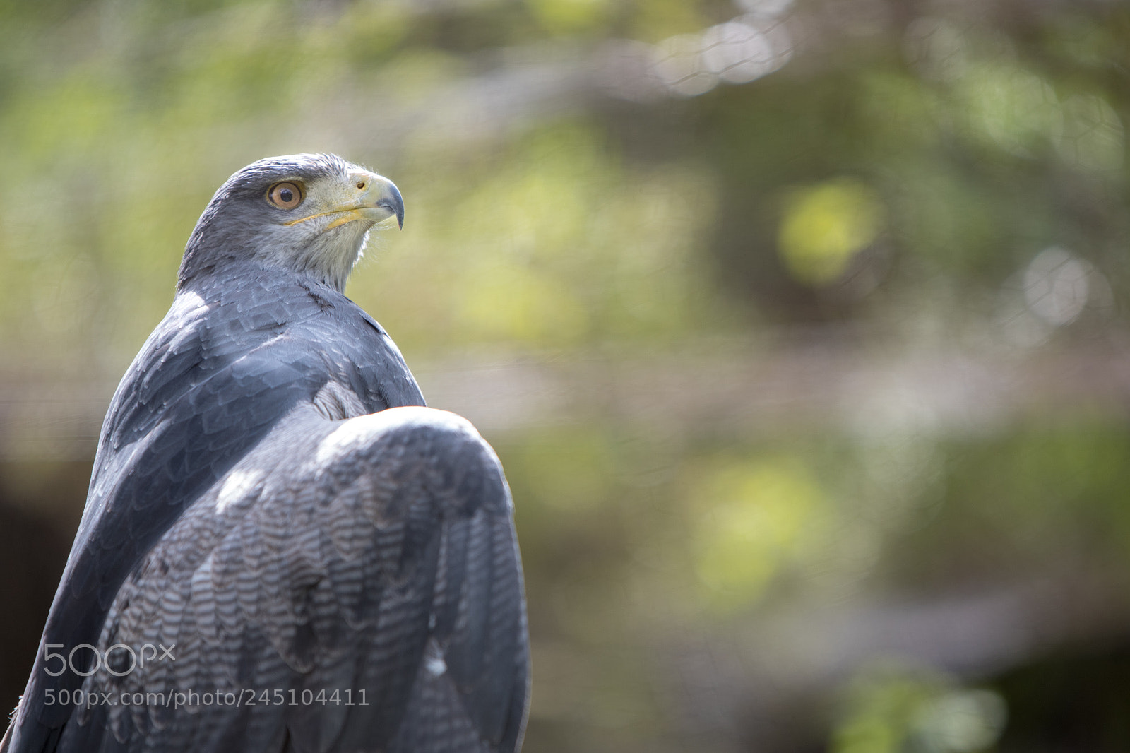 Nikon D500 sample photo. Bird 4 photography