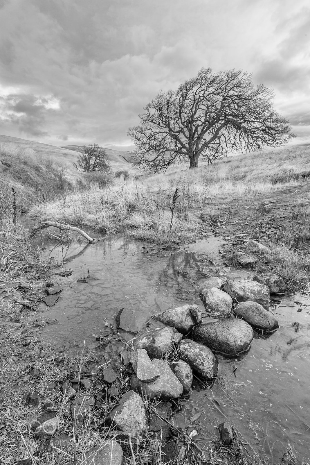 Nikon D800 sample photo. Tree in the hills photography