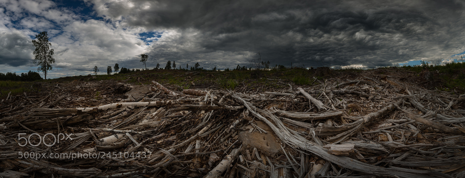 Nikon D7100 sample photo. Fallen forest photography