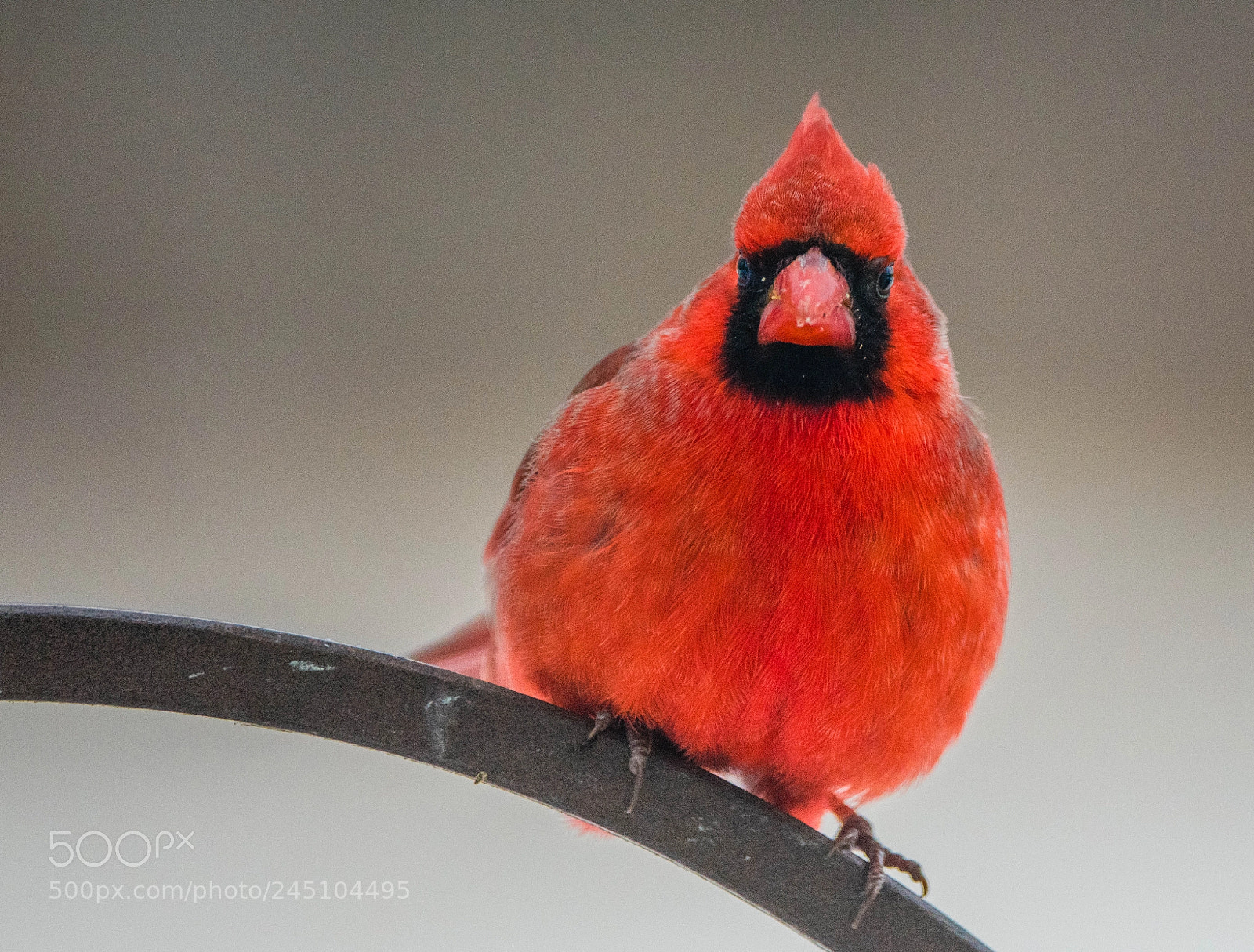 Nikon D850 sample photo. Bright redbird! photography