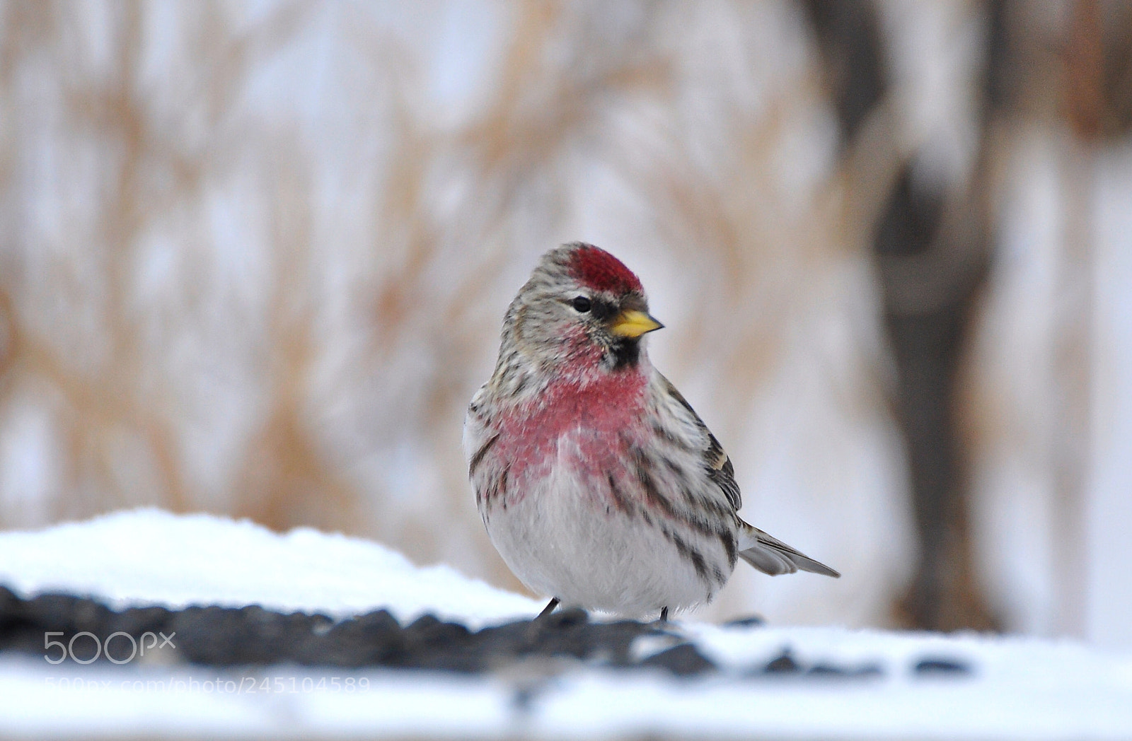 Nikon D90 sample photo. Redpoll photography