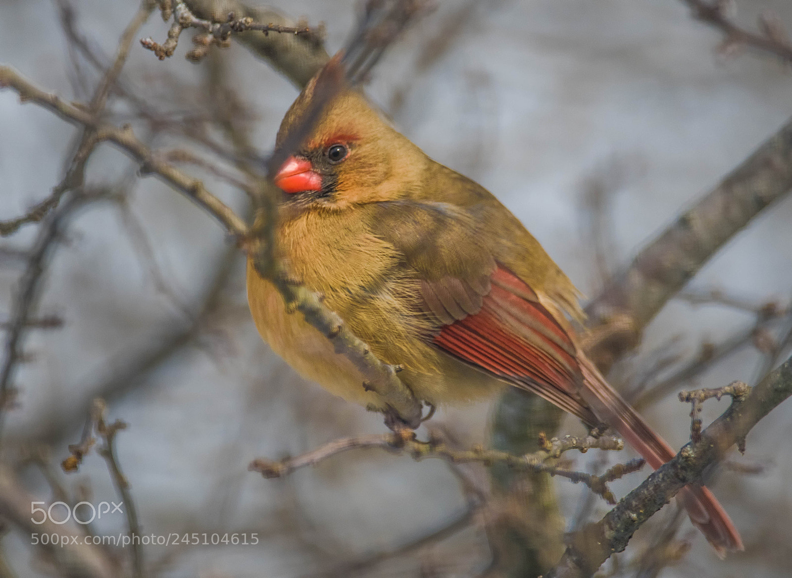 Nikon D850 sample photo. Female cardinal photography