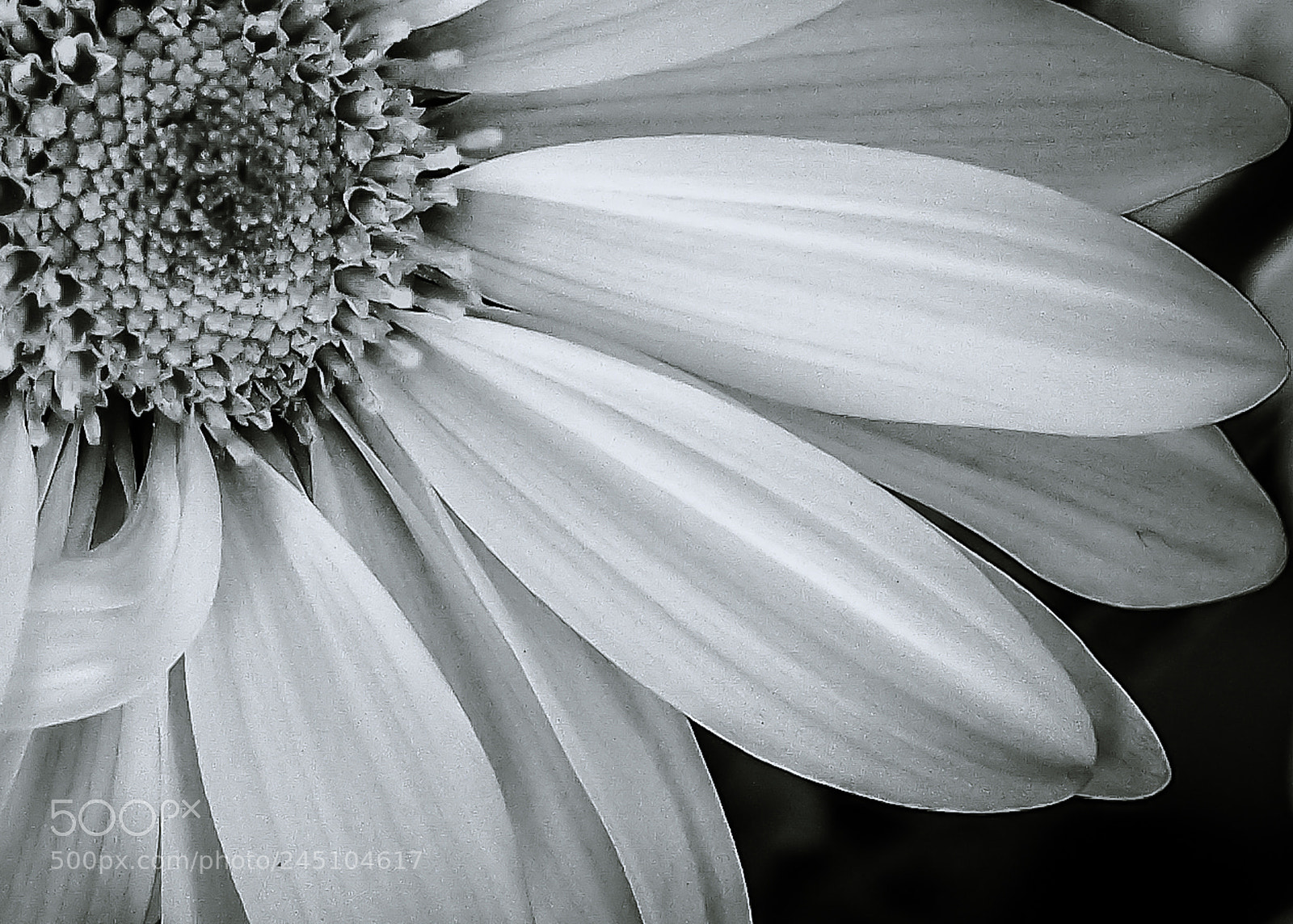 Olympus OM-D E-M5 sample photo. A nice daisy photography