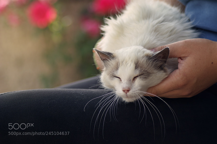 Sony Alpha DSLR-A290 sample photo. Chat photography