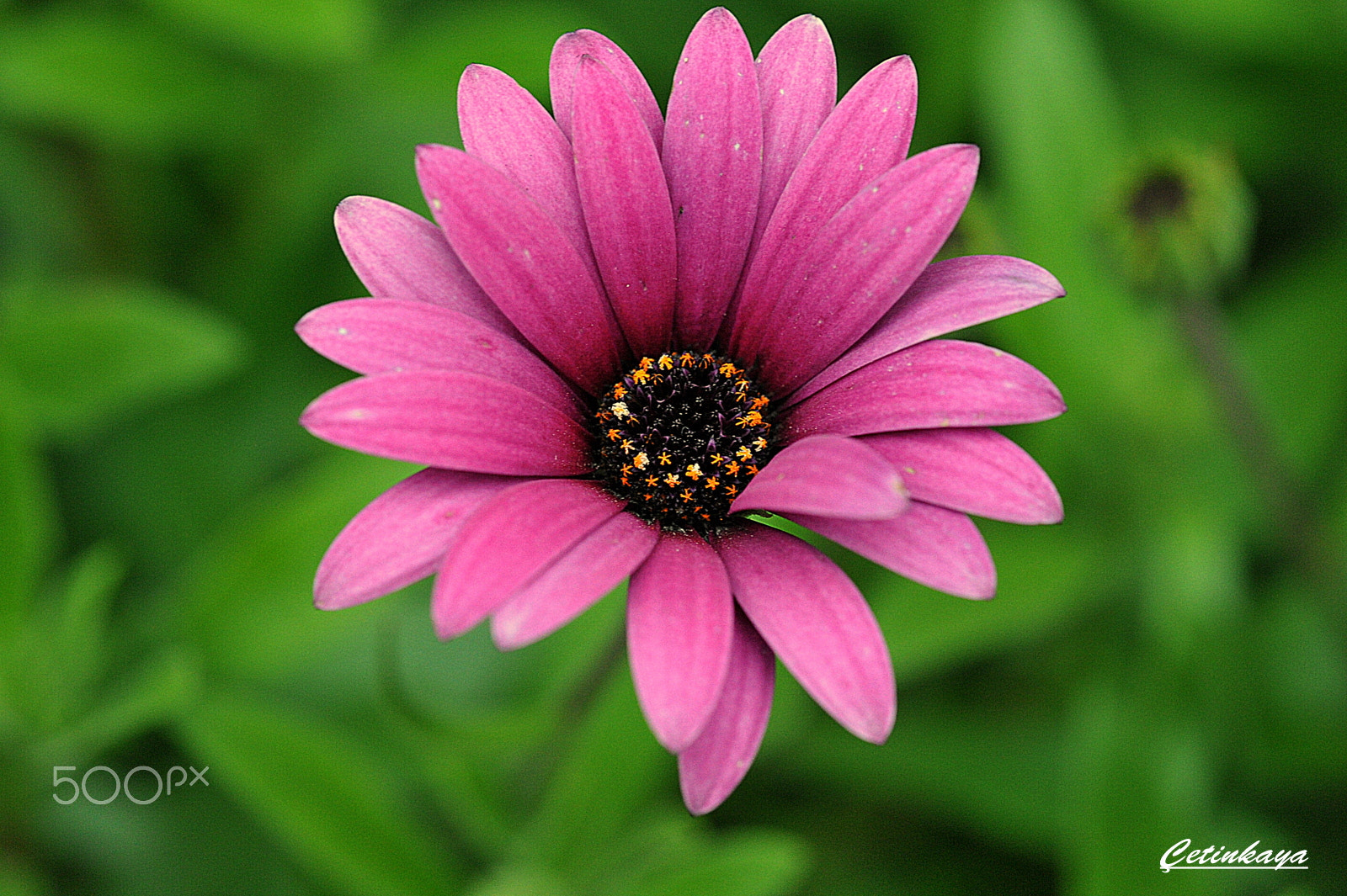 Sigma 150mm F2.8 EX DG Macro HSM sample photo. Pınk photography
