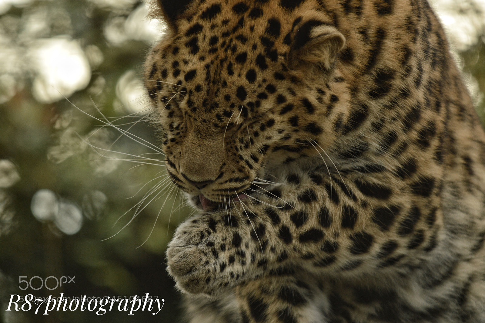 Nikon D3200 sample photo. Leopard from marwell photography