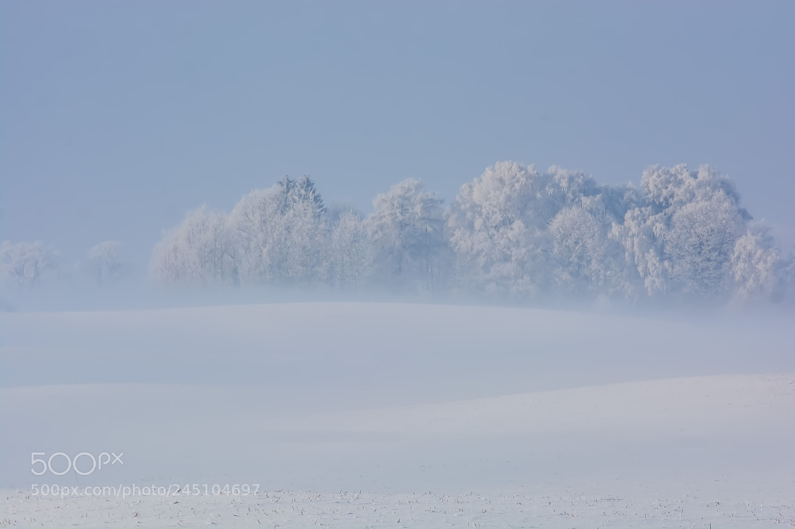 Nikon D5200 sample photo. Fog and trees. photography