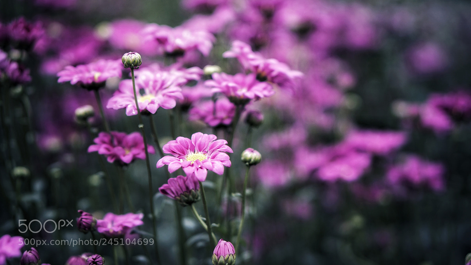 Sony a5100 sample photo. Untitled photography