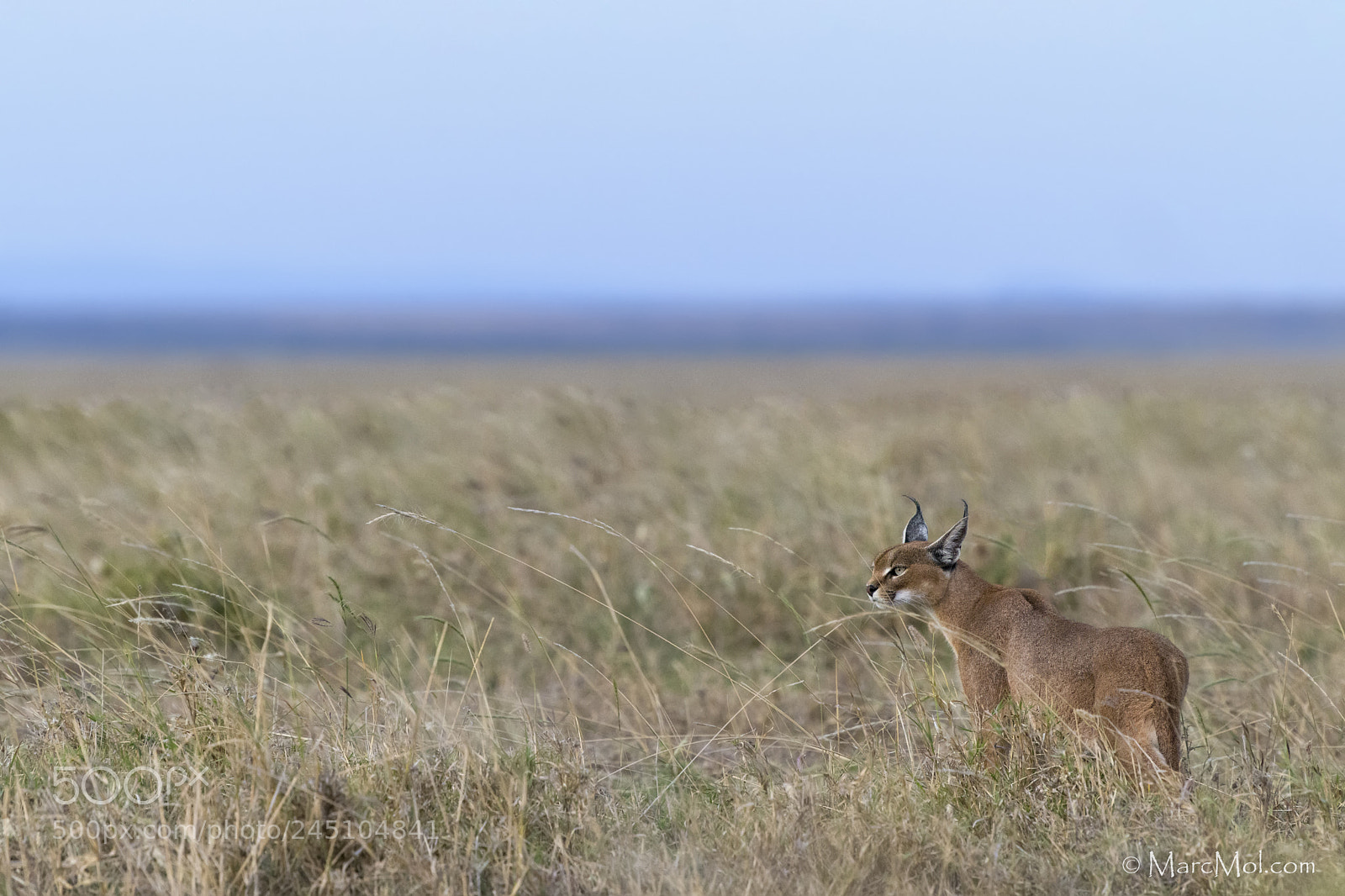 Nikon D850 sample photo. Caracal @ dusk photography