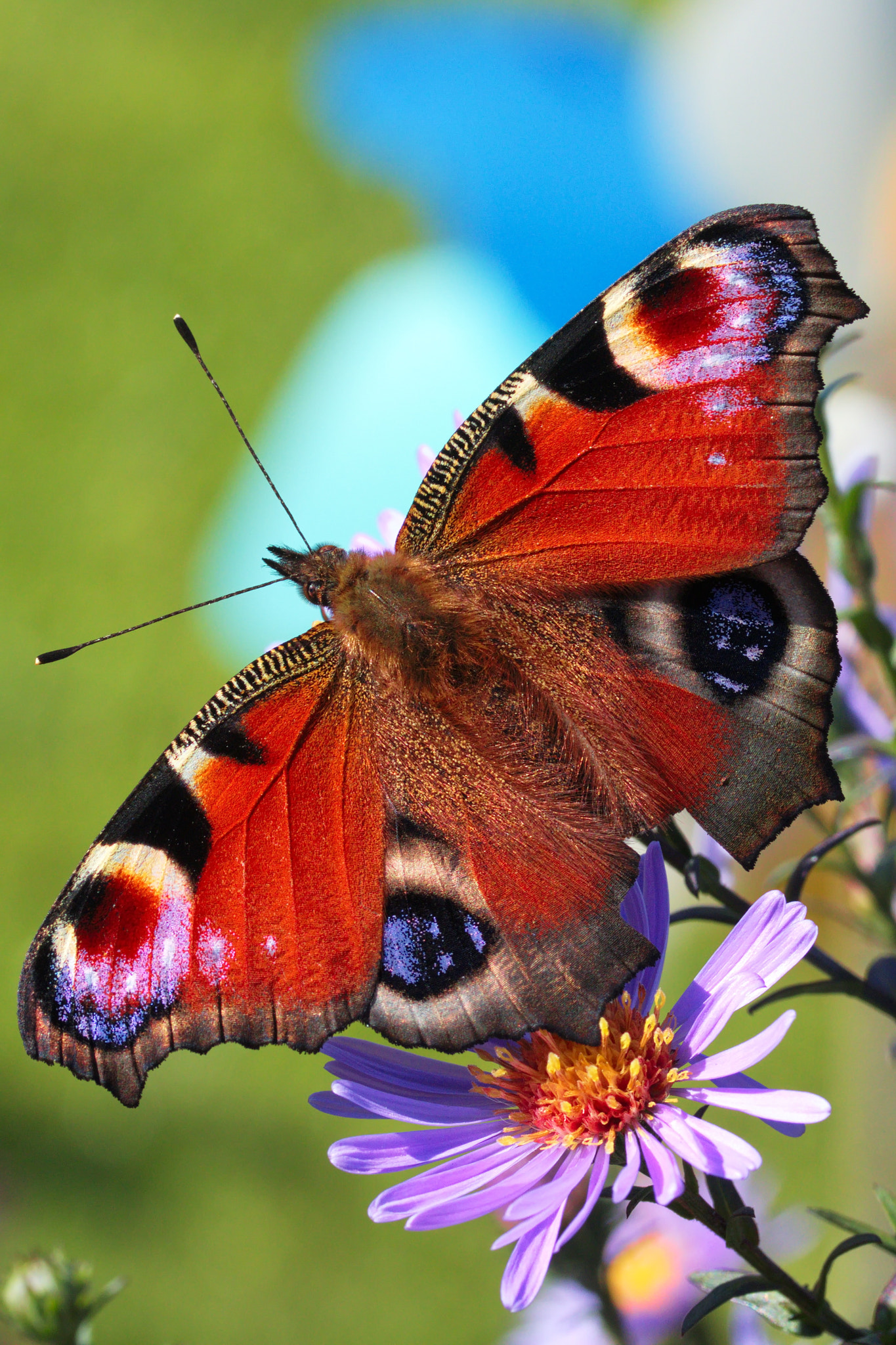 Canon EF-S 60mm F2.8 Macro USM sample photo. Pfauenauge photography
