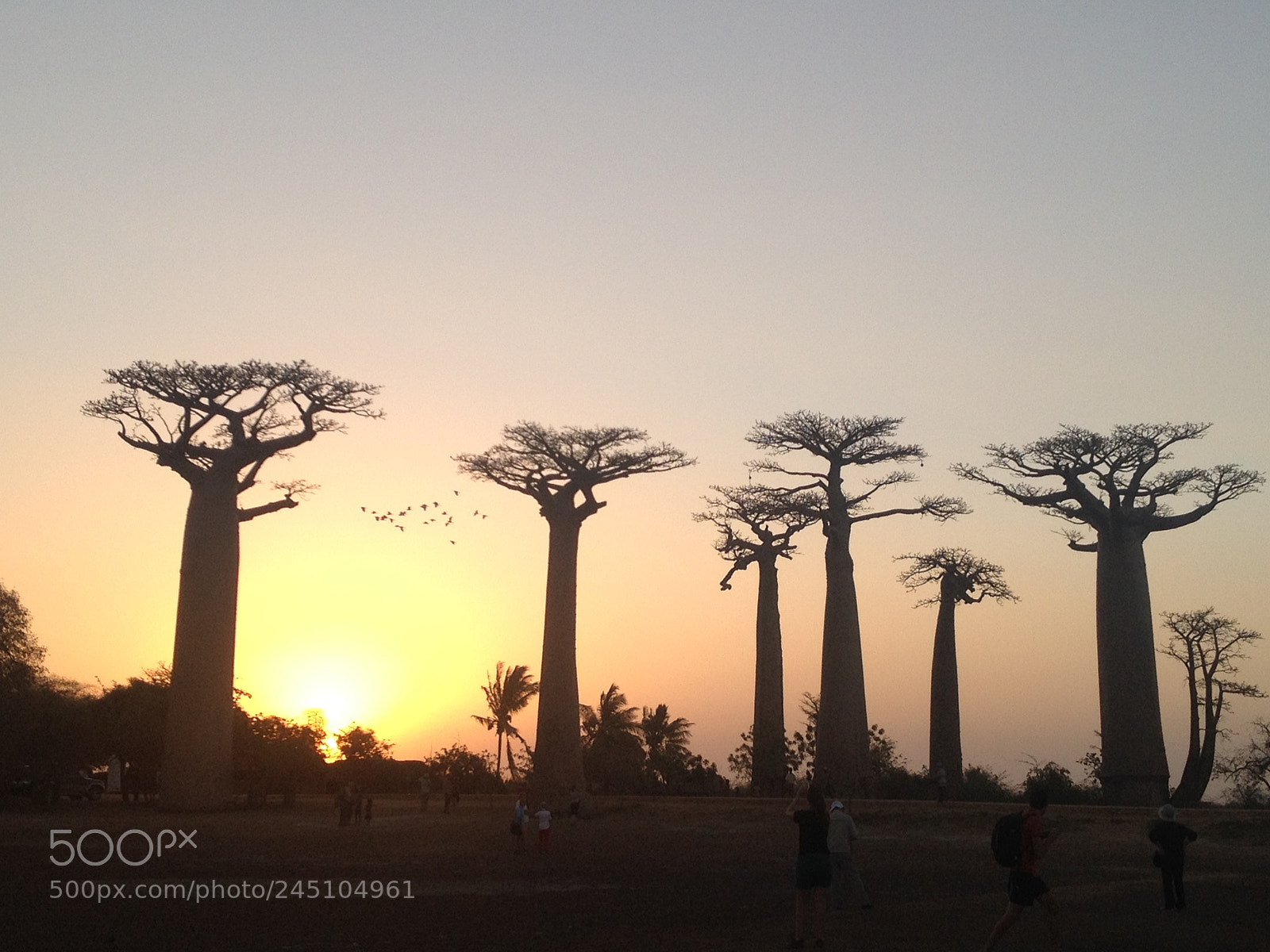 Apple iPhone 4S sample photo. Baobab #madagascar photography