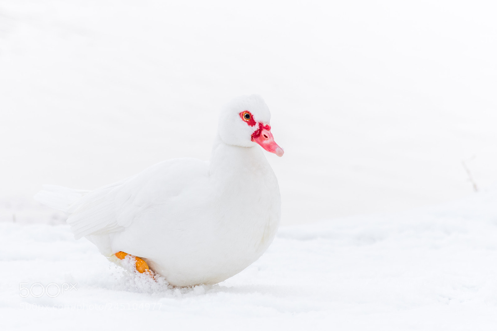 Nikon D500 sample photo. Invisible muscovy duck photography