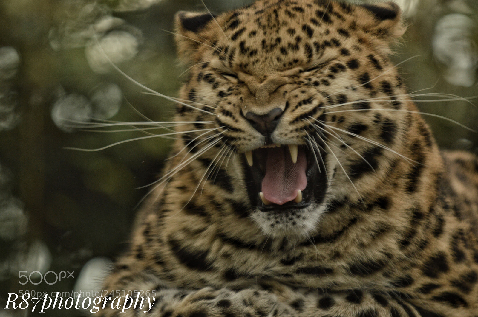 Nikon D3200 sample photo. Leopard photography