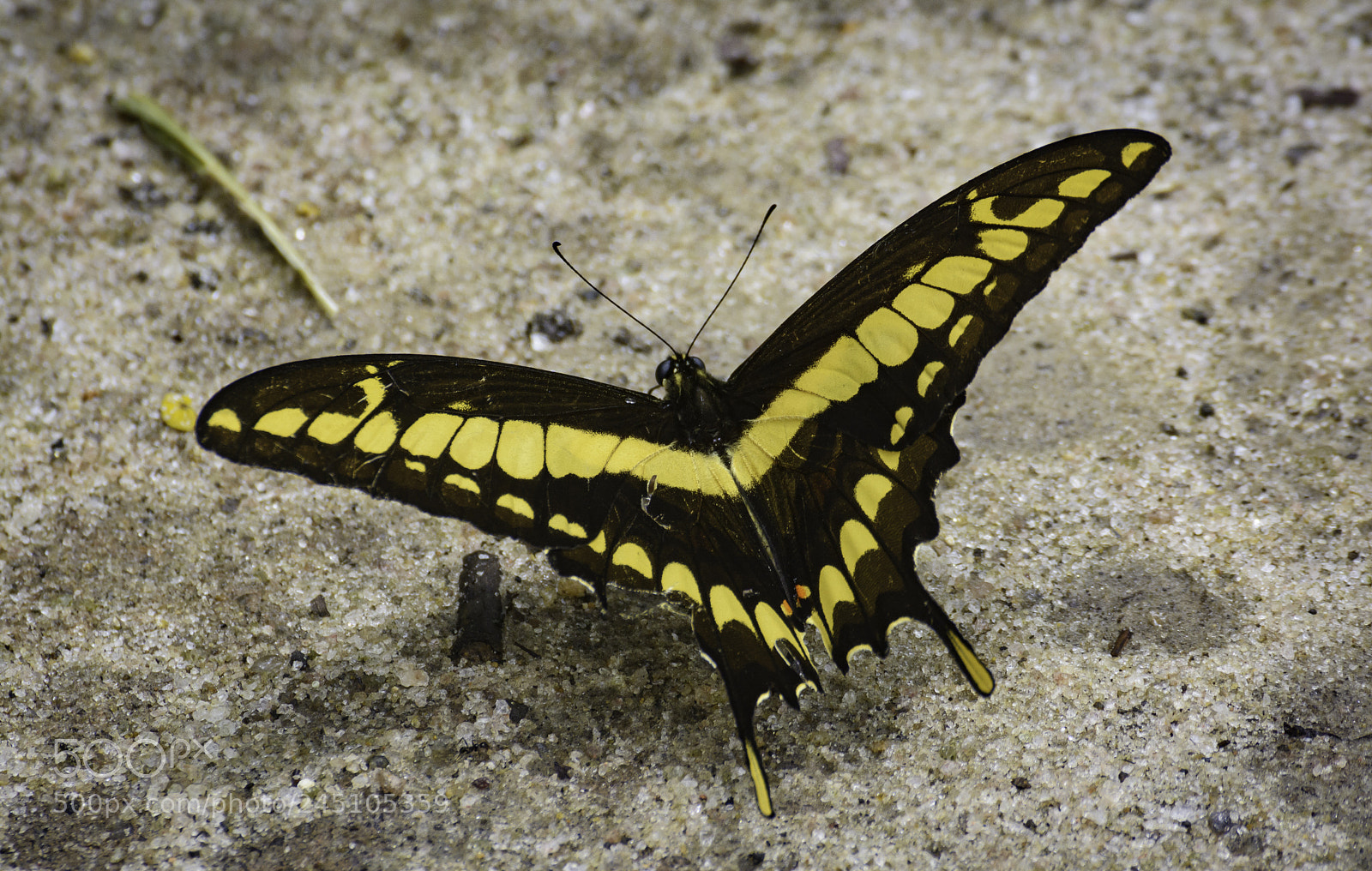 Nikon D7100 sample photo. Heraclides thoas brasiliensis photography