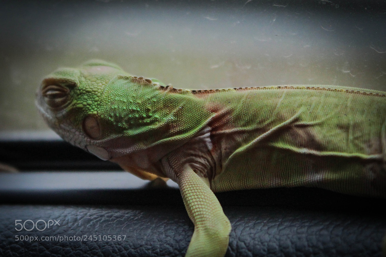 Canon EOS 650D (EOS Rebel T4i / EOS Kiss X6i) sample photo. Iguana colors photography