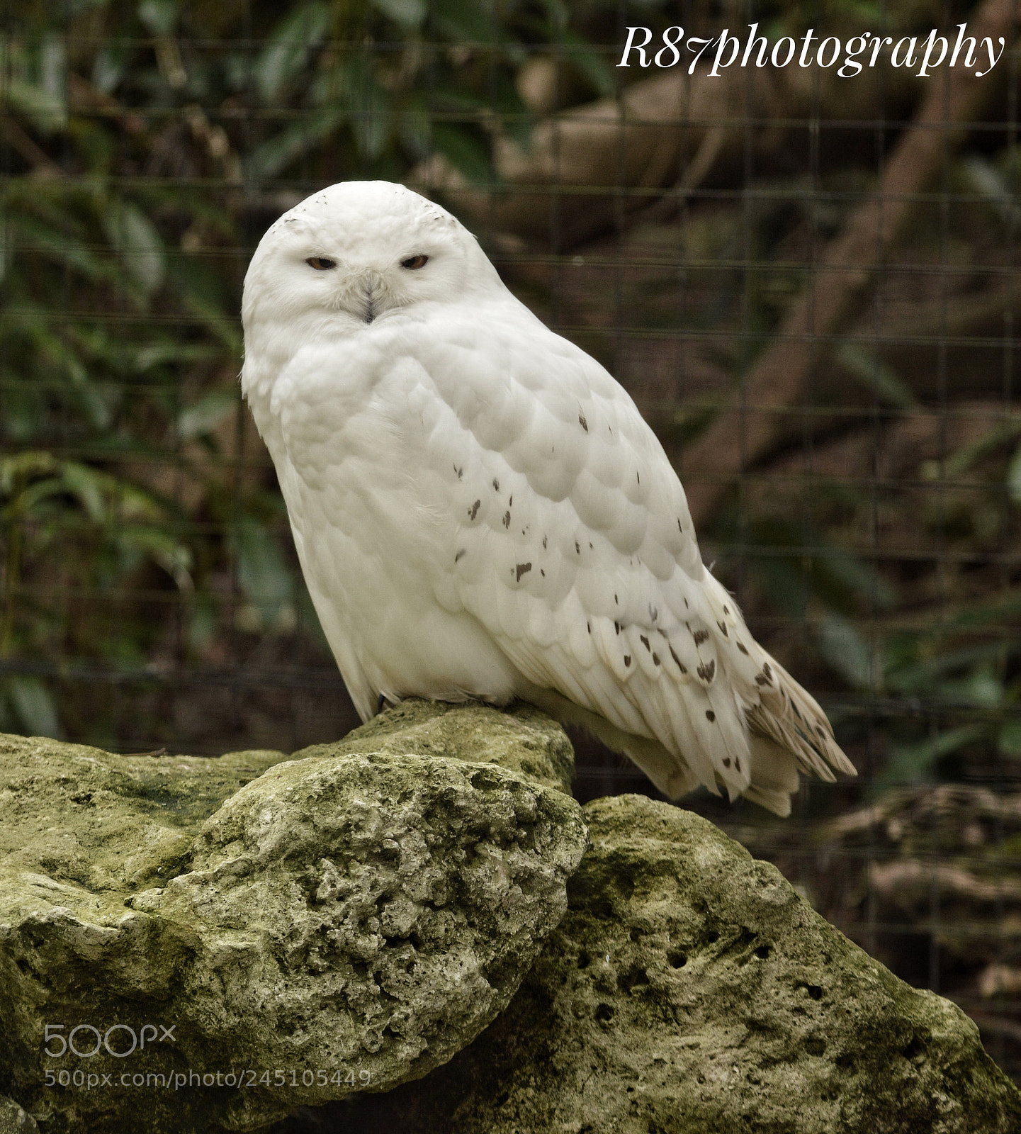 Nikon D3200 sample photo. Owl photography