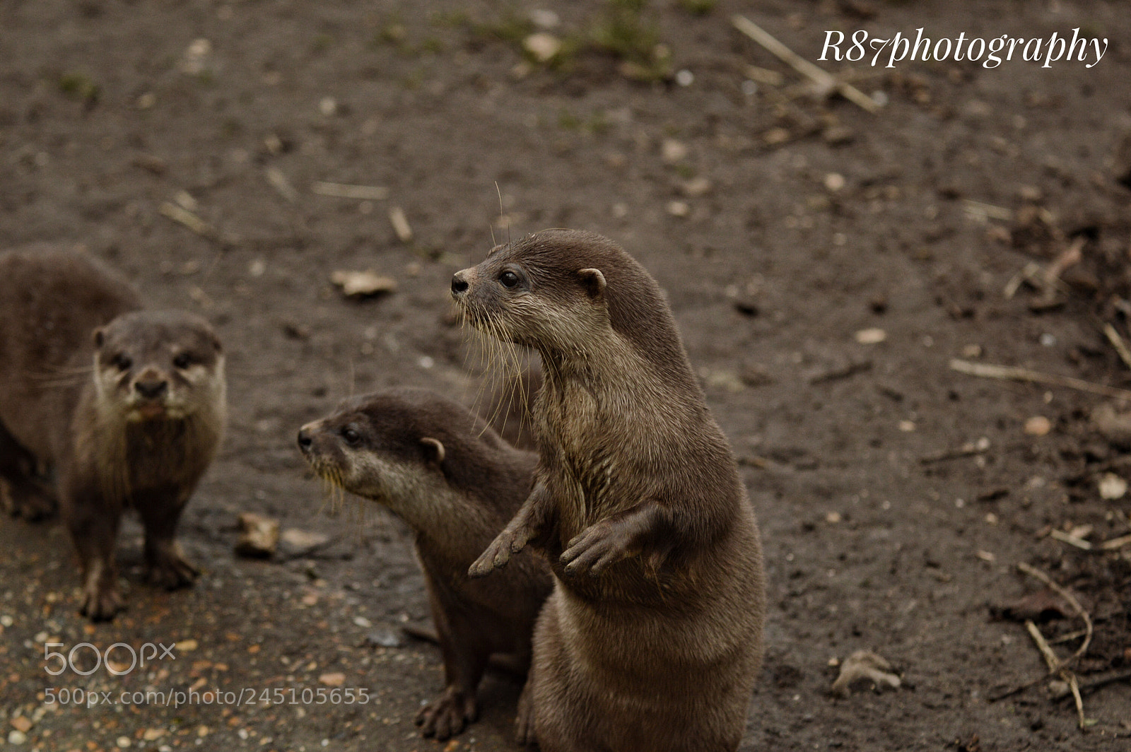 Nikon D3200 sample photo. Baby otters photography