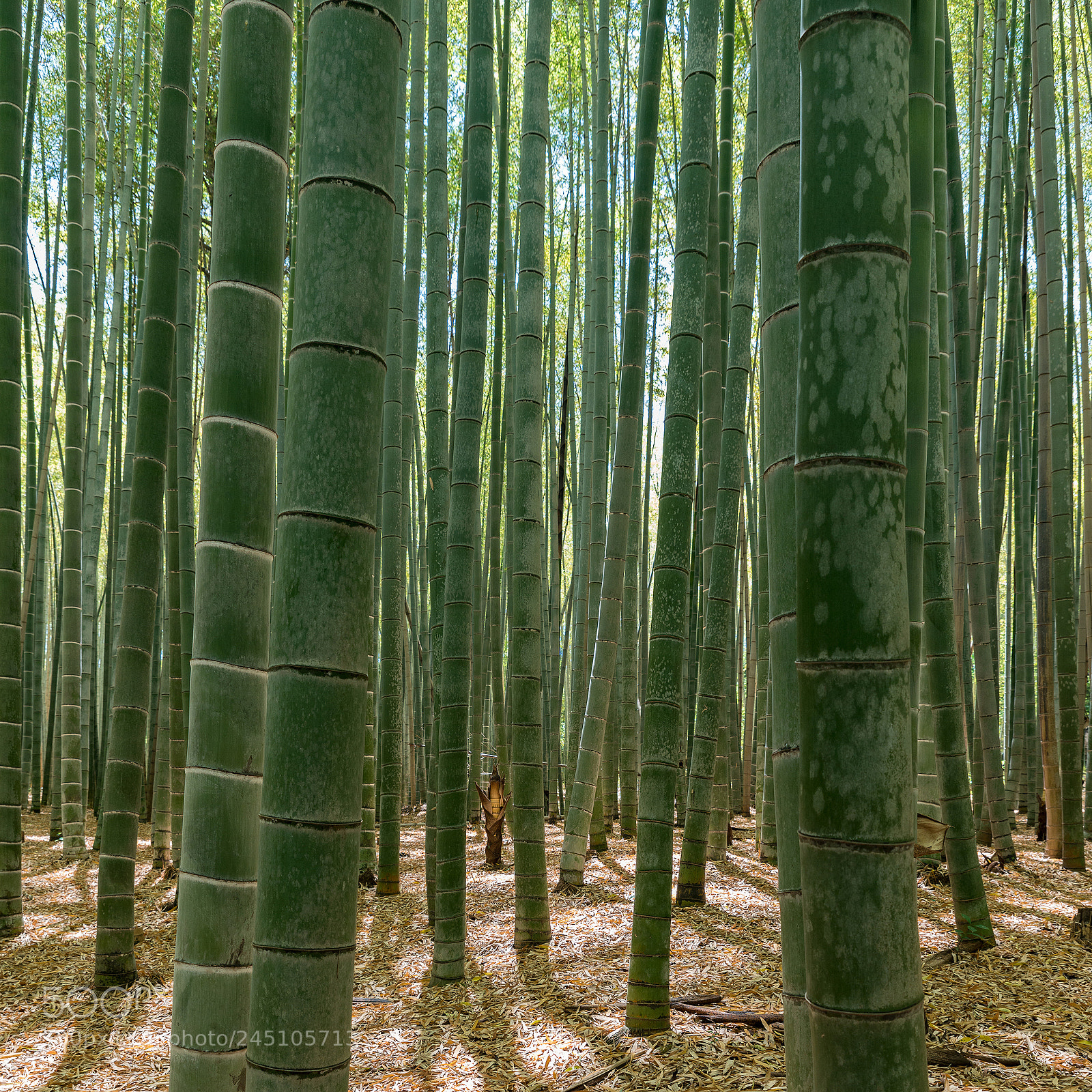 Nikon D800 sample photo. Bamboo forest photography