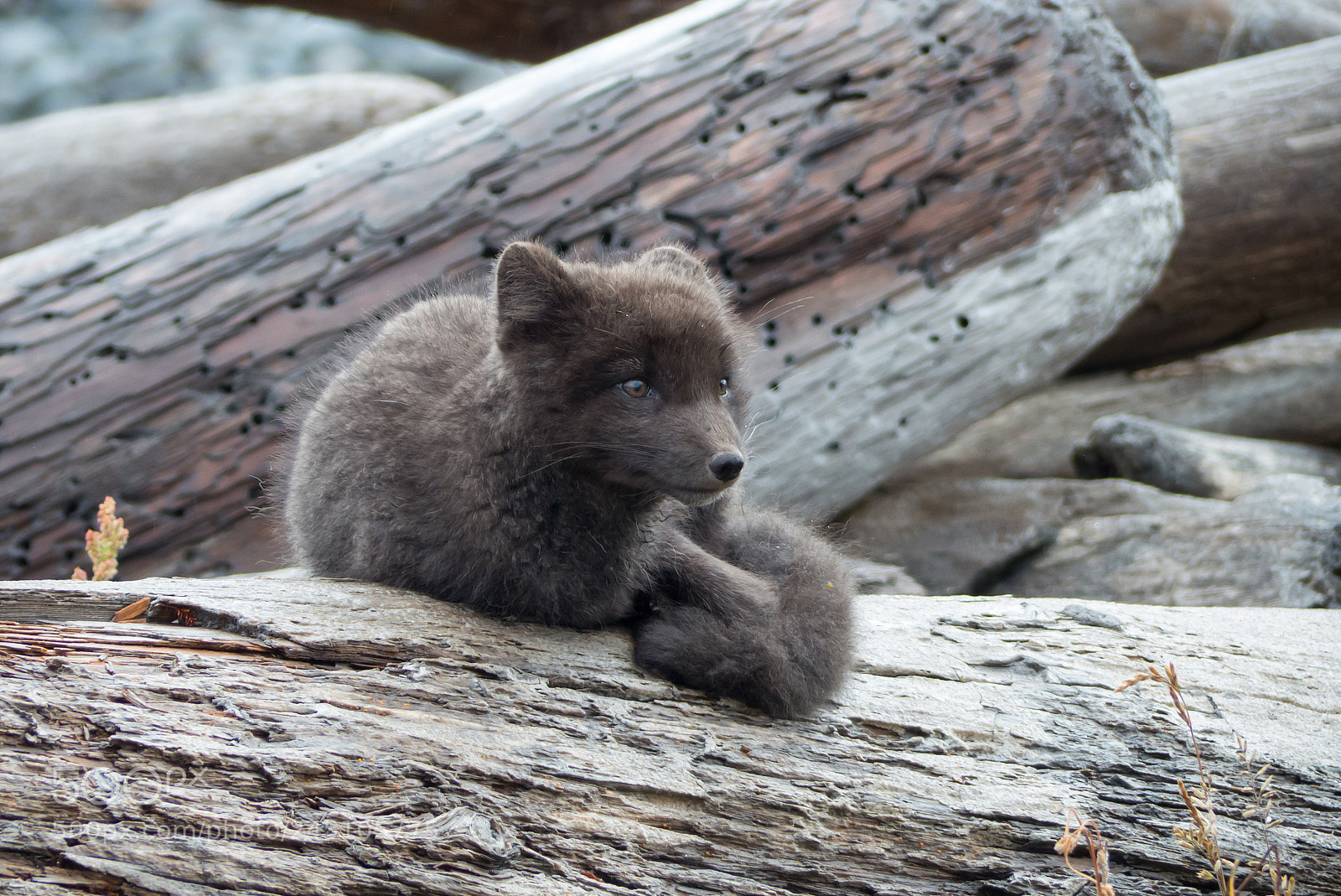 Panasonic Lumix DMC-FZ200 sample photo. Arctic fox, hornstrandir, iceland photography
