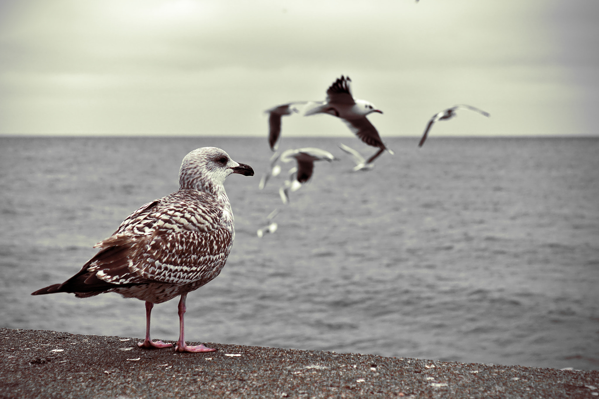 Sony a6000 + Sony E 35mm F1.8 OSS sample photo. Seagull photography