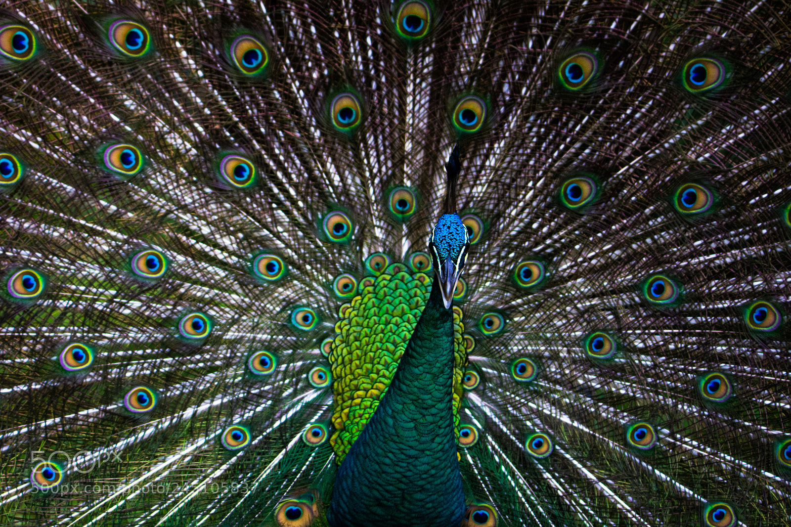 Nikon D7100 sample photo. Peacock photography