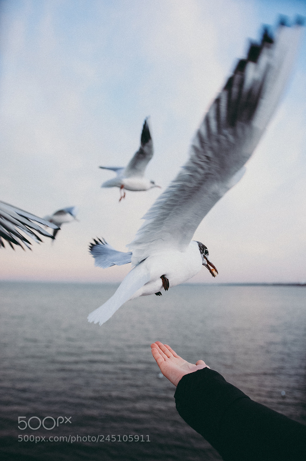 Nikon D90 sample photo. Seagull pier photography