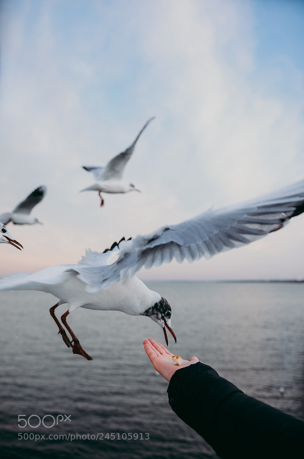 Nikon D90 sample photo. Seagull pier photography