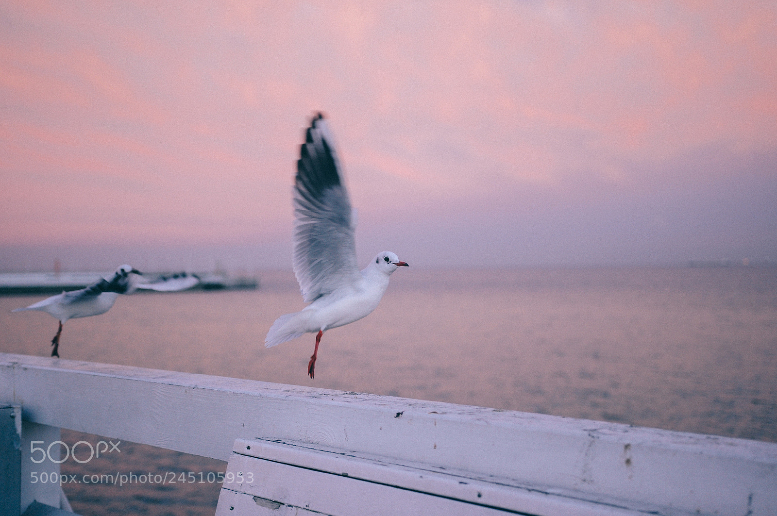 Nikon D90 sample photo. Seagull pier photography