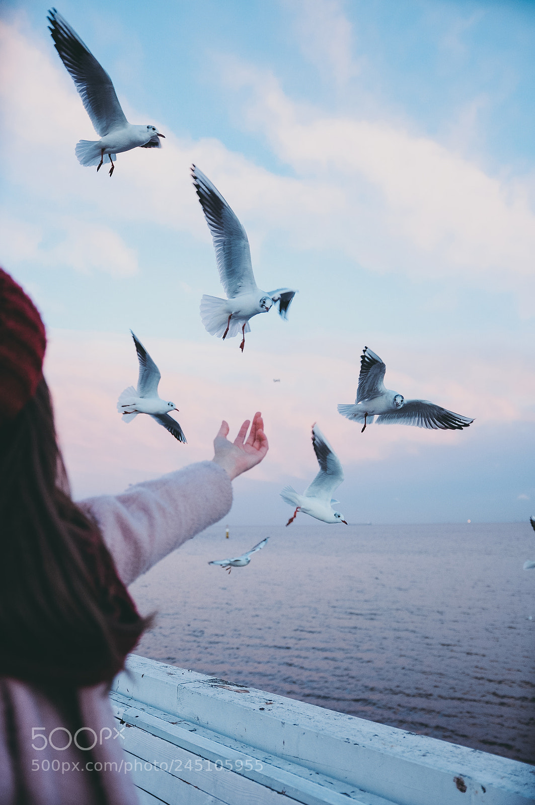 Nikon D90 sample photo. Seagull pier photography