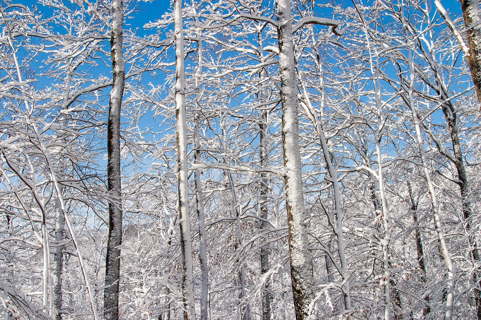 Canon EOS 10D sample photo. Winter trees photography