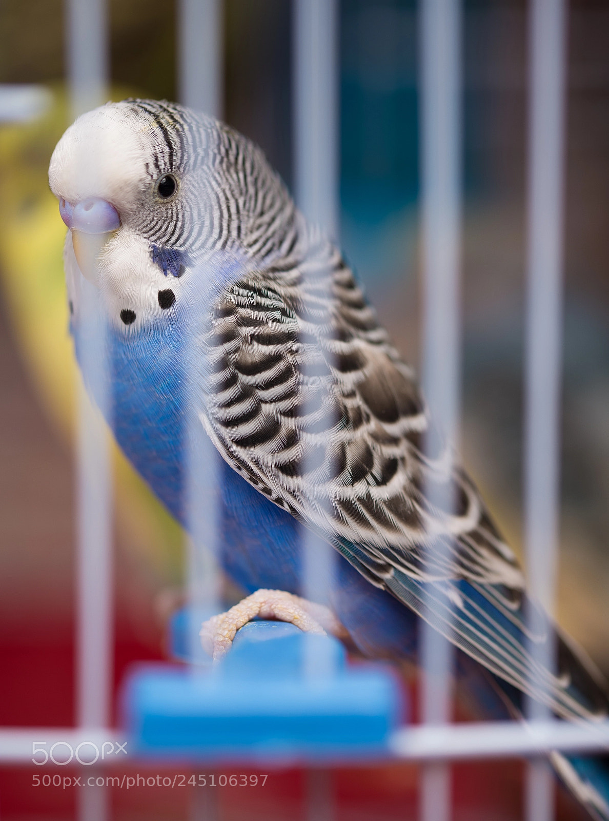 Nikon D610 sample photo. Cage photography